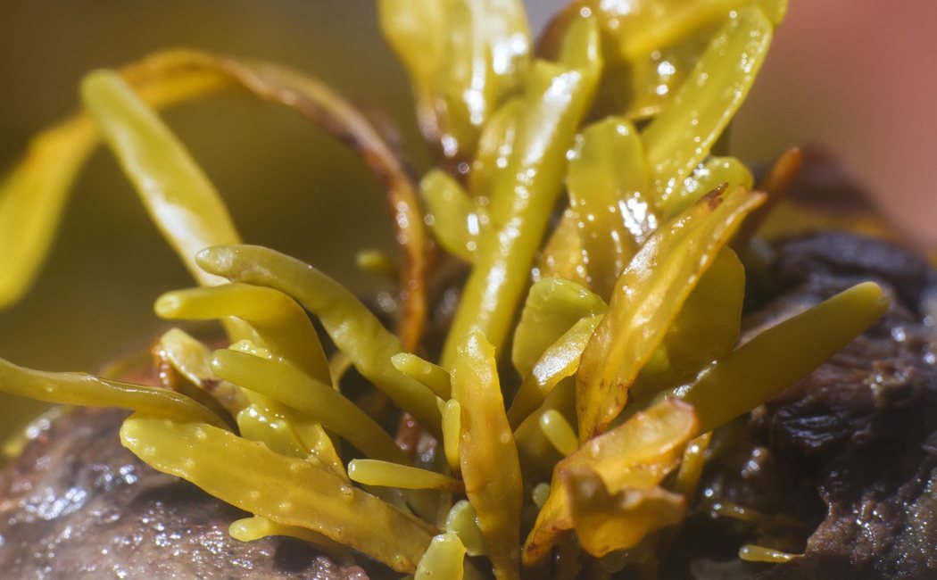 El fucus: las propiedades de esta alga milagrosa