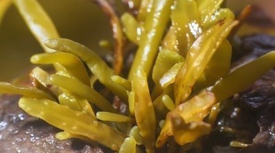 El fucus: las propiedades de esta alga milagrosa